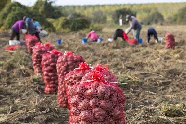 Farm Workers Harvesting Potatoes. Potato Farming. Potato field with sacks of potato.