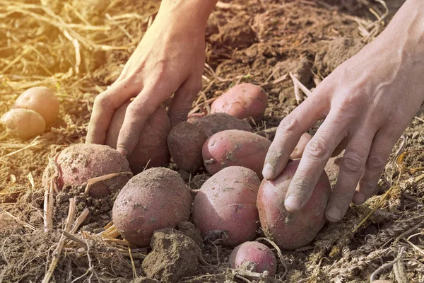 Mãos Jardineiro Apanhar Batatas Orgânicas Frescas Colheita Batatas Mãos Mulher — Fotografia de Stock