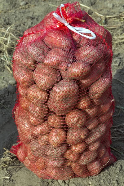Säck Potatis Fältet Potatis Odling Färsk Ekologisk Potatis Jordbruksmark — Stockfoto