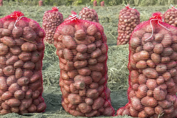 Sække Med Kartofler Farmland Kartoffelopdræt Friske Økologiske Kartofler Marken - Stock-foto