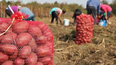 Patates hasat çiftlik işçileri. Patates tarım. Alanında taze organik patates. 