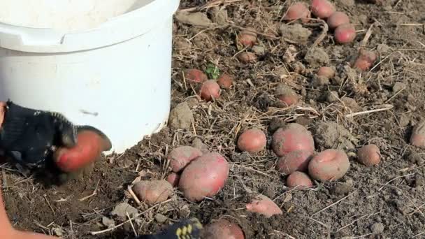 Gardener Handen Plukken Van Verse Biologische Aardappelen Oogsten Van Aardappelen — Stockvideo