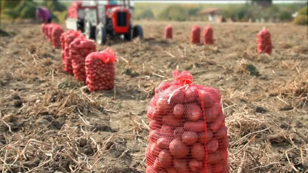 Dwóch Robotników Rolnych Ciągnik Worki Świeżo Zebranych Ziemniaków Polu Robotników — Wideo stockowe