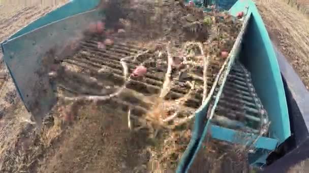 ジャガイモ収穫機を駆る 食糧生産 ジャガイモ栽培 — ストック動画
