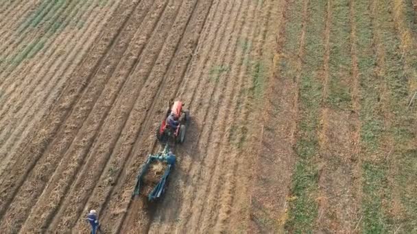 Cosechando Papas Campo Vista Aérea Cosecha Patatas — Vídeo de stock