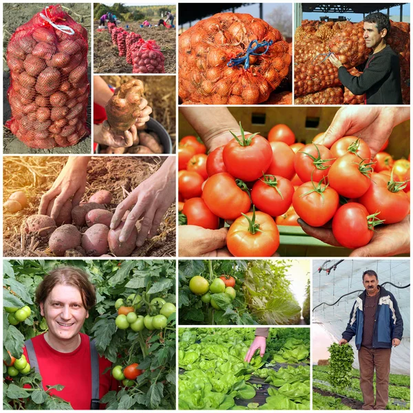 Produkcji Żywności Kolaż Zdjęć Pokazująca Organicznych Warzyw Producentów Warzyw Pomidor — Zdjęcie stockowe