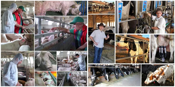 豚と牛農業 農家のブタおよび酪農場で働きます 農夫の肖像画や搾乳牛 牛や豚の画像のコラージュ — ストック写真