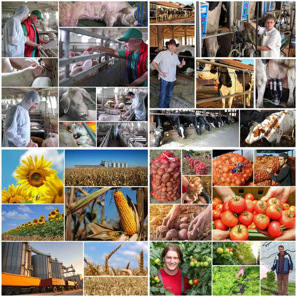 Collage Agricultura Producción Alimentos Collage Imágenes Agricultores Vacas Lecheras Ganado — Foto de Stock