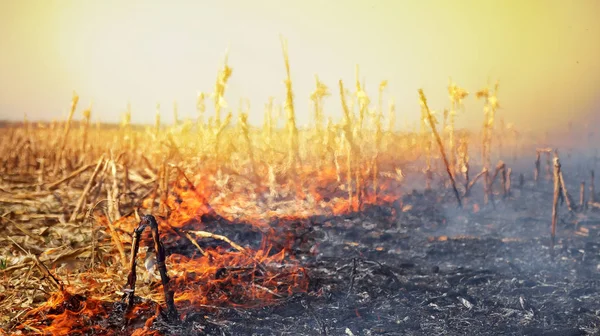Corn Field Fire After Harvest. Agriculture fields being set afire. Burning Biomass.