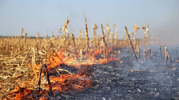 Corn Field Fire - Burning Stalks. Agriculture fields being set afire.
