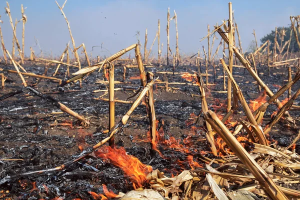 Corn Field Fire After Harvest. Fire Burning on the Dried Cornfield. Burning Biomass. Agriculture fields being set afire.