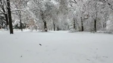 Uçan Kar üzerinde ağaçları arasında orman kaplı. Uçan Kar üzerinde. Kış City sahneden sonra kar fırtınası.