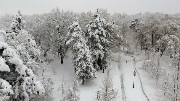 Fliegen Über Verschneite Baumwipfel Winterlichen Stadtpark Winterstadtszene Nach Dem Schneesturm — Stockvideo