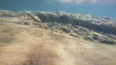 Okul balık sığ suda - hareket okyanusta. Deniz yaşamı. Güzel sualtı dünyası.