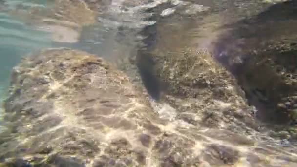 École Poissons Eaux Peu Profondes Marine Life Beau Monde Sous — Video