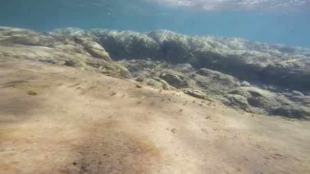 Scuola Pesci Acque Poco Profonde Oceano Movimento Vita Marina Mondo — Video Stock