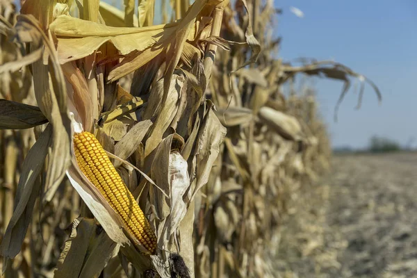 필드에 줄기에 옥수수 수확에 준비가 필드에 노란색 Corncob — 스톡 사진