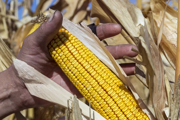 Farmer Holding Corn Cob In Hand In Corn Field. Farmer inspecting corn cob at his field. Close up of peasant\'s hands with ripe corn.