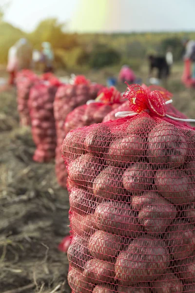 Emberek Termőföld Burgonya Betakarítása Burgonya Gazdálkodás Friss Bio Burgonya Területén — Stock Fotó