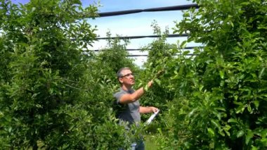 Meyve Bahçesi Pano ile Agronomist Apple Trees Sağlık Kontrol. Dolu Koruma Ağları ile Elma Bahçesi. Çiftçi Meyve Bahçesinde Yürüyüş ve Pano ya yazma.