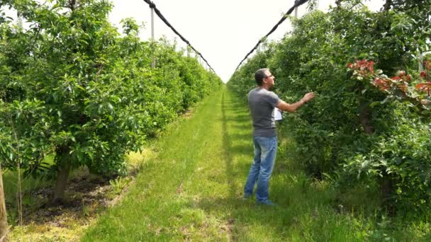 Boer Met Klembord Inspecterende Appelbomen Boomgaard Appelboomgaard Met Hagel Bescherming — Stockvideo