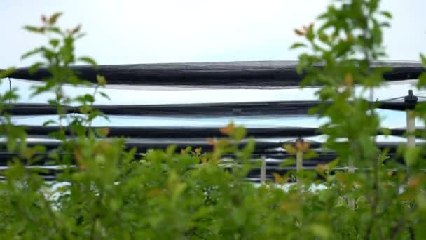 Zöld Ültetvény Védett Jégeső Nets Tavasszal Apple Orchard Jégeső Védelmi — Stock videók