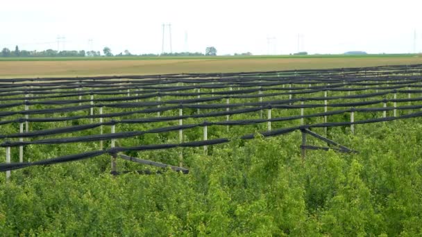 Hagelschutznetze Über Einer Apfelbaumplantage Apfelgarten Mit Hagelschutznetzen Obstgarten Frühling Mit — Stockvideo