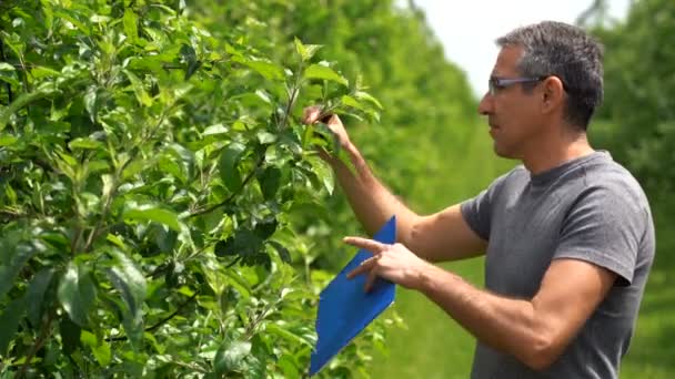 Farmer Vágólap Walking Orchard Ellenőrzése Feltétele Almafák Apple Orchard Jégeső — Stock videók