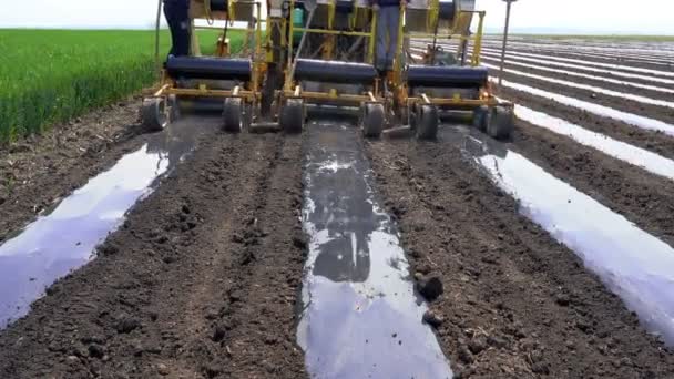 Instalacja Nawadniania Taśmy Ociekowej Pod Plastikową Mulcz Łóżku Warzywnym Ciągnik — Wideo stockowe