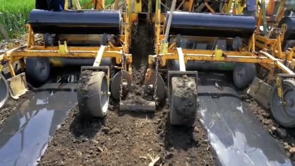 Tropfbandbewässerung Unter Kunststoffmulch Auf Einem Gemüsebeet Installieren Zeitlupe Traktor Mit — Stockvideo