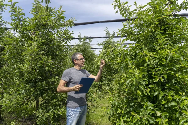 Agricultor en un huerto Comprobación de la condición de los manzanos — Foto de Stock