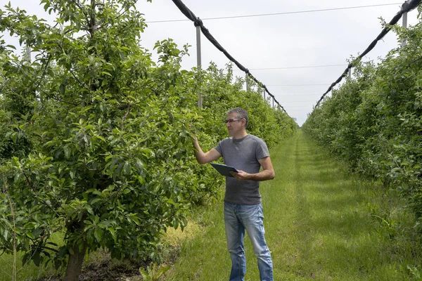 Fermier cu Clipboard Inspectarea copacilor Apple în Orchard — Fotografie, imagine de stoc