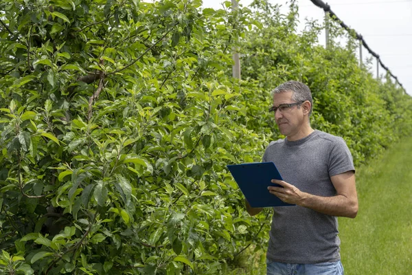 农民与剪贴板在果园检查条件苹果树 — 图库照片