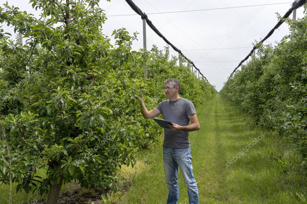 Farmer with Clipboard Inspecting Apple Trees in Orchard