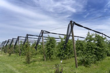 Bir Elma Ağacı Plantasyon Yukarıda Hail Koruma Ağları
