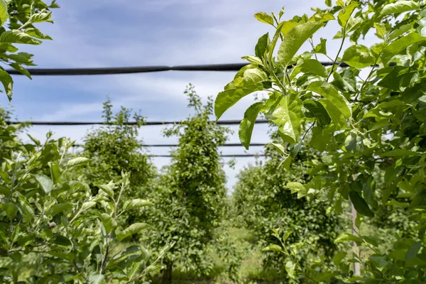 Grön fruktträdgård skyddad med anti hagel nät i Springtime — Stockfoto