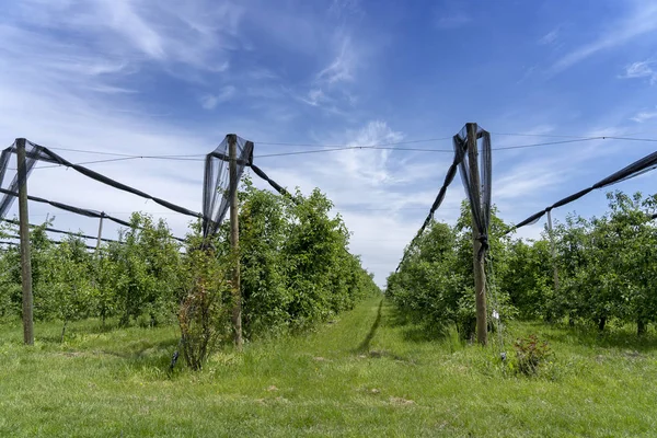 Apple Orchard с защитой от когтей — стоковое фото