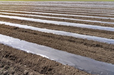 Plastik Mulch kaplı sebze yatak satırları ile tarım arazisi