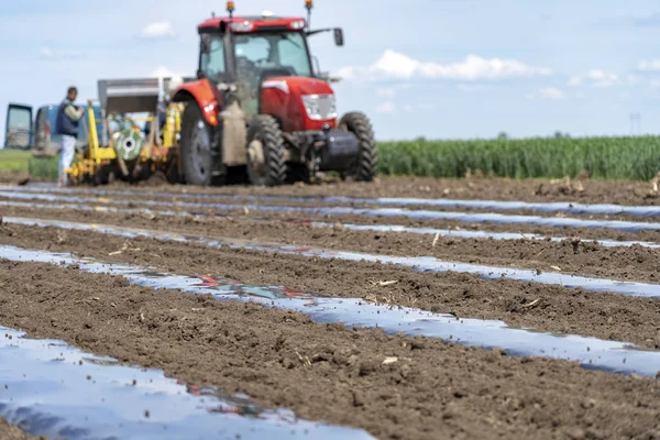 Landwirt installiert Tröpfchenbewässerung unter Kunststoffmulch auf Gemüsebeet — Stockfoto