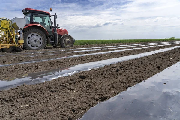 Pose de lit de paillis en plastique pour la production de légumes — Photo