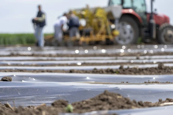 Kunststoffmulch - Verwendung von Kunststoffmulch und Tropfbewässerung für die Gemüseproduktion — Stockfoto