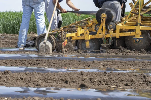 Landwirte bereiten Traktoranbau für Kunststoff-Mulchbeet vor — Stockfoto