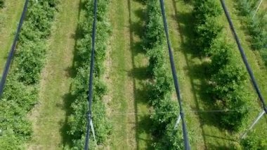 Yavaşça Yükselen Meyve Bahçesi Üzerinde Ağaç Üstleri'ne bakıyor. İlkbaharda Güneşli Bir Günde Dolu Koruma Ağları ile Apple Orchard - Havadan Görünüm.