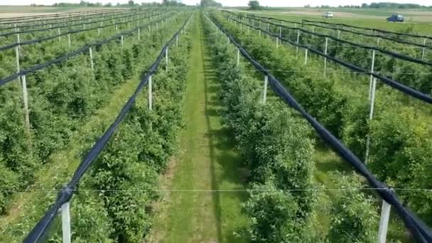 Vliegen Boven Boomtoppen Appelboomgaard Met Hagel Bescherming Netten Boer Rijden — Stockvideo