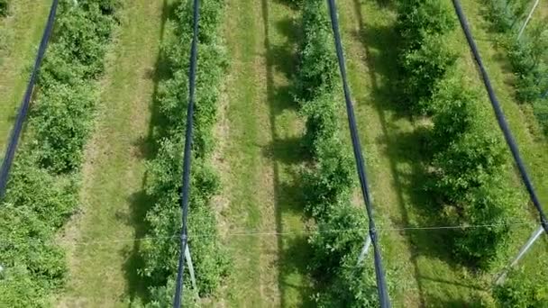 Lentement s'élevant au-dessus du verger Regardant en bas les cimes des arbres. Verger De Pommes Avec Filets De Protection contre La Grêle Par Une Journée Ensoleillée Au Printemps - Vue Aérienne .