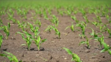 Tarım Mısır Tarlası Üzerine Genç Yeşil Mısır Sıraları - Yavaş Hareket. Genç mısır bir tarlada büyüyor. Mısır tarlasında genç mısırın üzerinde parlayan güneş. Yeşil mısır tarlası.