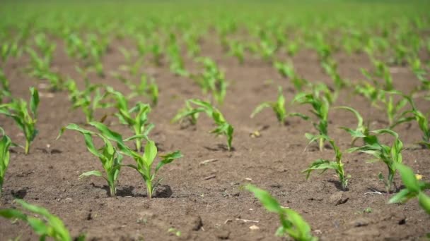 Корни Молодой Зеленой Кукурузы Культурном Кукурузном Поле Медленное Движение Молодая — стоковое видео