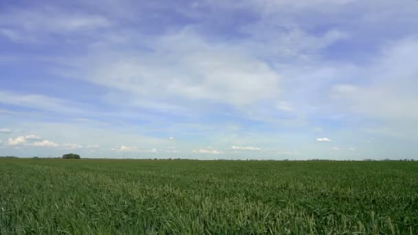 Trigo Verde Balançando Vento Câmera Lenta Nuvens Brancas Fofas Céu — Vídeo de Stock