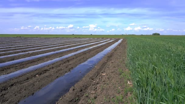 农田上覆盖着塑料木耳的蔬菜床行 慢动作 农业塑料覆盖物用于防止杂草生长 减少土壤水分流失 — 图库视频影像