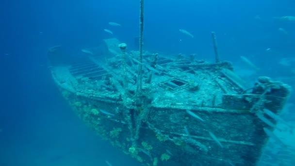 Shipwreck Sandy Seafloor School Fish Swimming Remains Sunken Ship — Stock Video